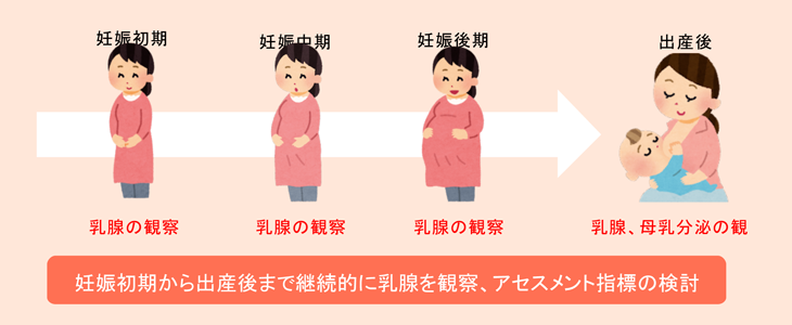 妊娠初期から出産後まで継続的に乳腺を観察、アセスメント指標の検討